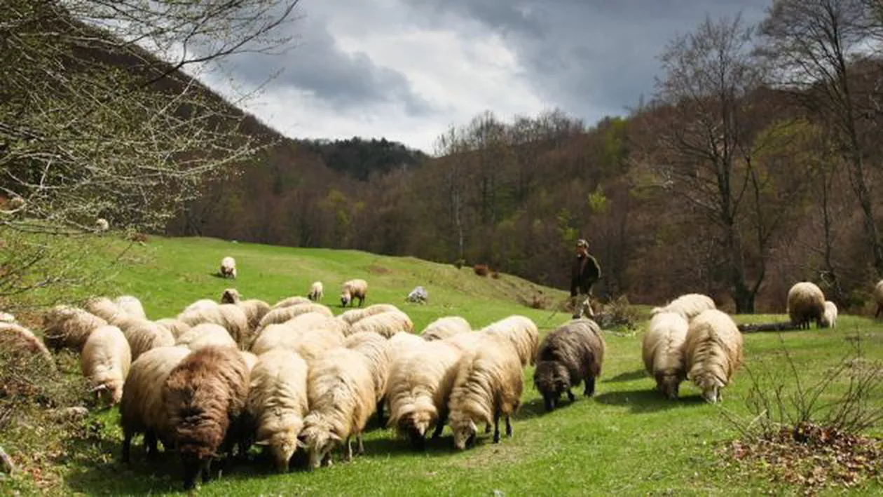 Caz șocant la Dolj: Un băiat de 13 ani a fost sechestrat și obligat să muncească la o stână (VIDEO)