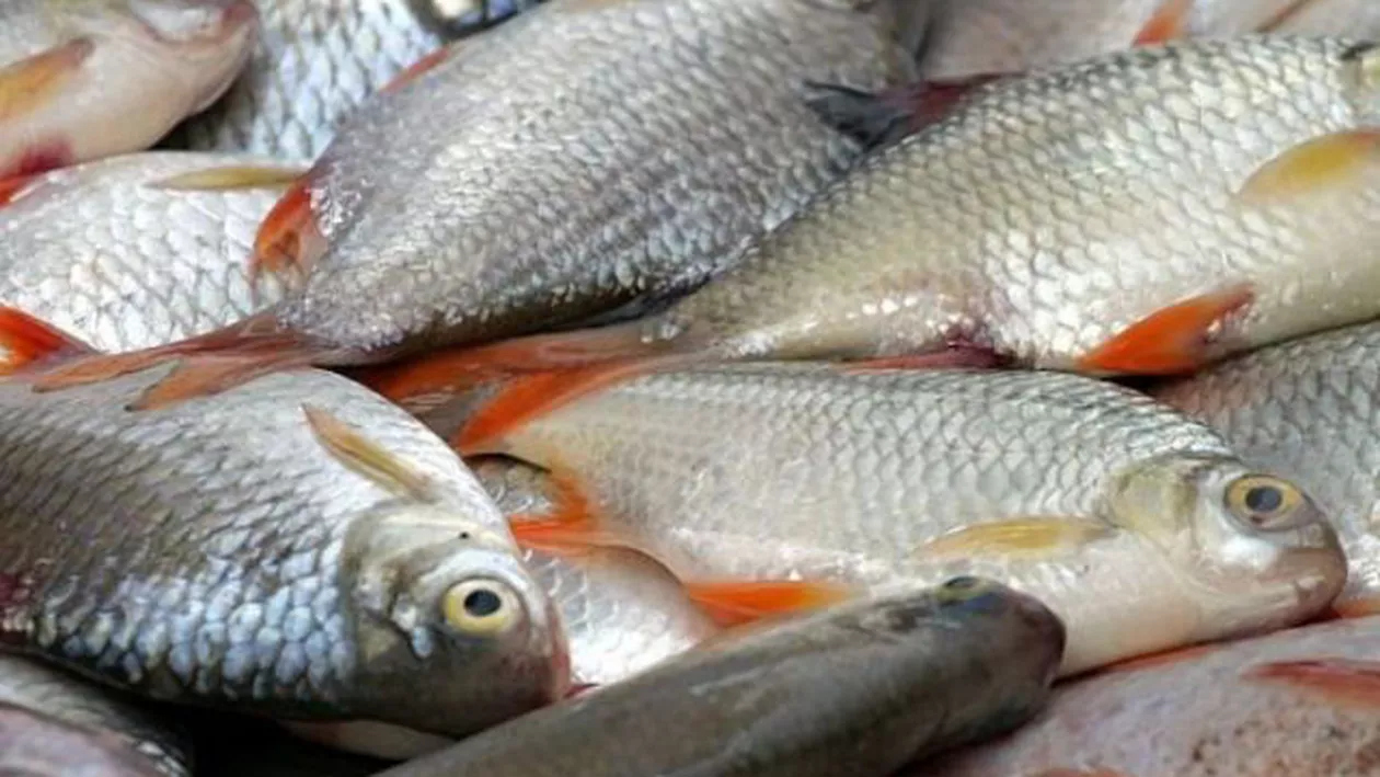 Braconierul liberal: Un președinte de organizație locală a PNL din Tulcea a fost prins cu 100 de kilograme de pește pentru care nu avea documente (VIDEO)