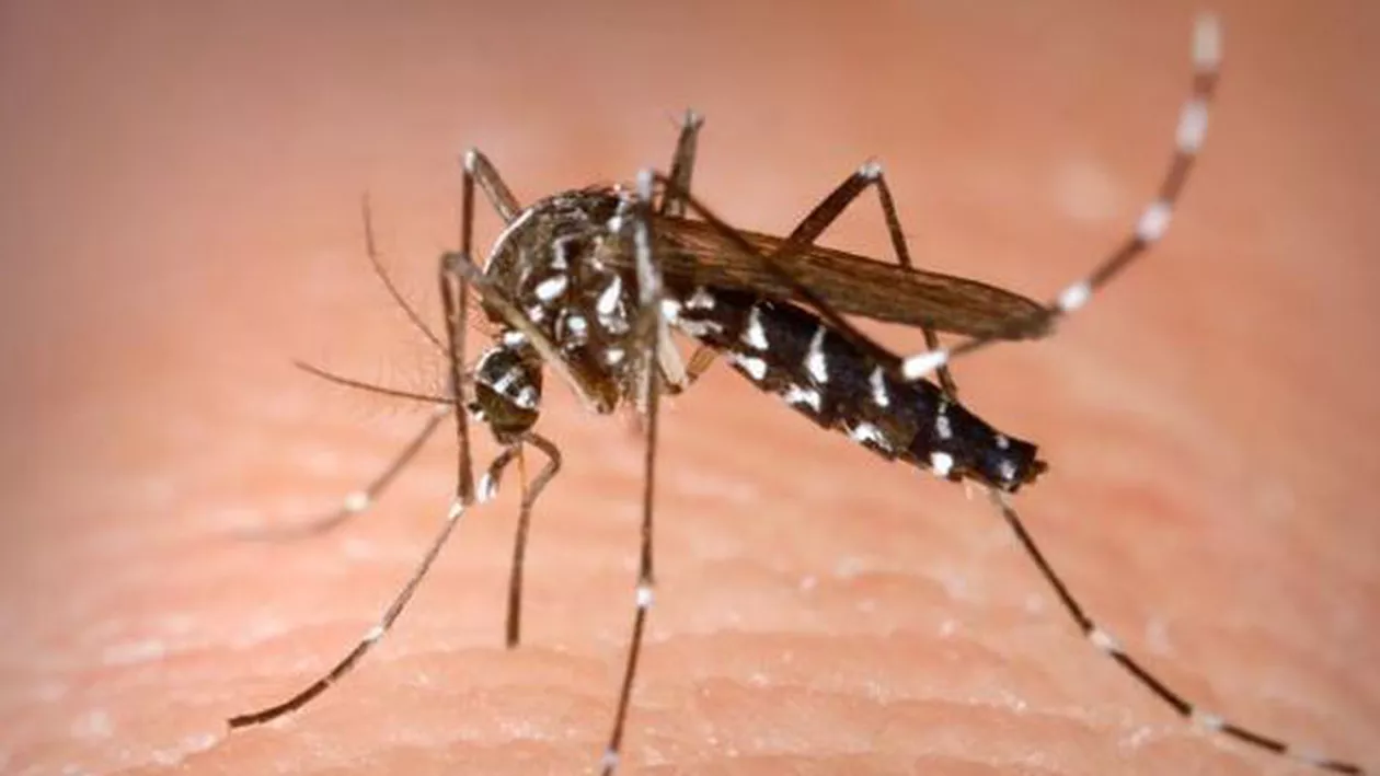 Alte două persoane au murit din cauza virusului West Nile în România. Numărul victimelor a ajuns la opt