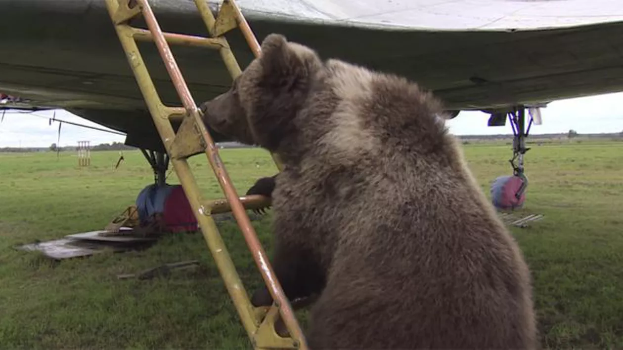 Un echipaj de piloți ruși au adoptat un pui de urs (VIDEO)