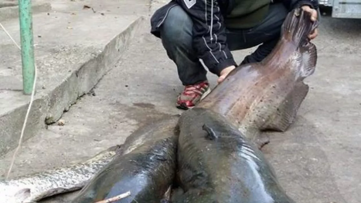 Pește imens în Mureș. Trei pescari s-au chinuit 45 de minute să scoată din apă un somn de 80 de kilograme