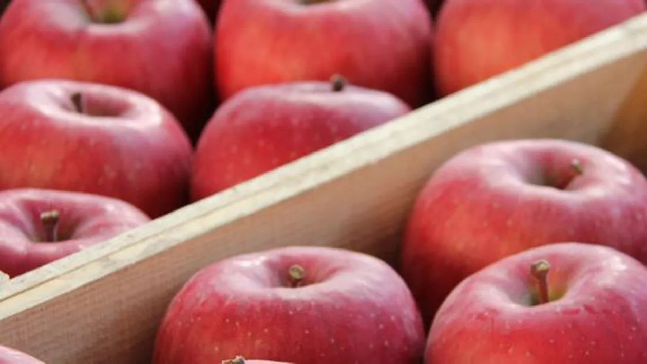 Belarus a exportat în Rusia de cinci ori mai multe mere și ciuperci decât a recoltat