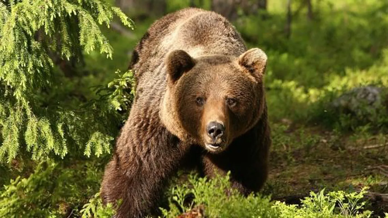 Ordinul prin care sute de animale sălbatice protejate de lege ar putea fi ucise, scris pe baza unui studiu întocmit de președintele unei asociații de vânători (VIDEO)