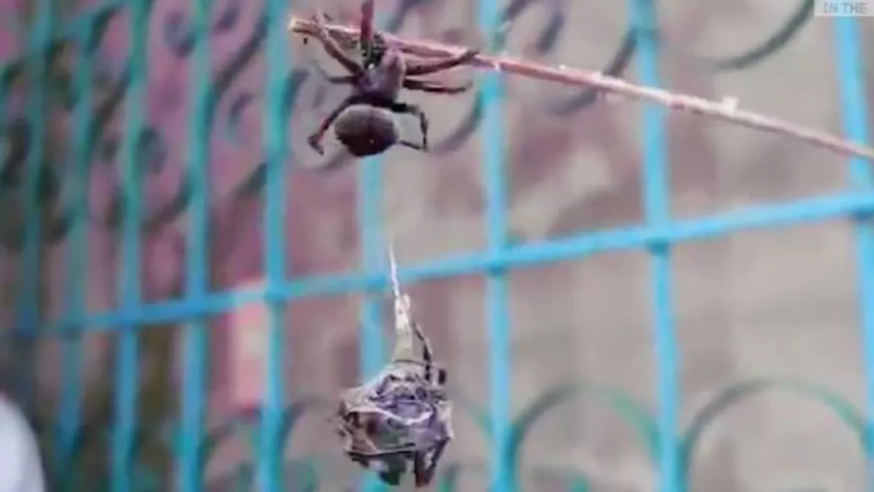 Bătaia între păianjeni, un “sport” faimos în Filipine. Susținătorii pot paria pe oricare dintre ei (VIDEO)