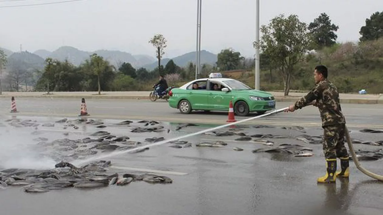 Plouă cu PEȘTI congelați în mai multe județe din România. Sute de tone, aruncate din AVIOANE