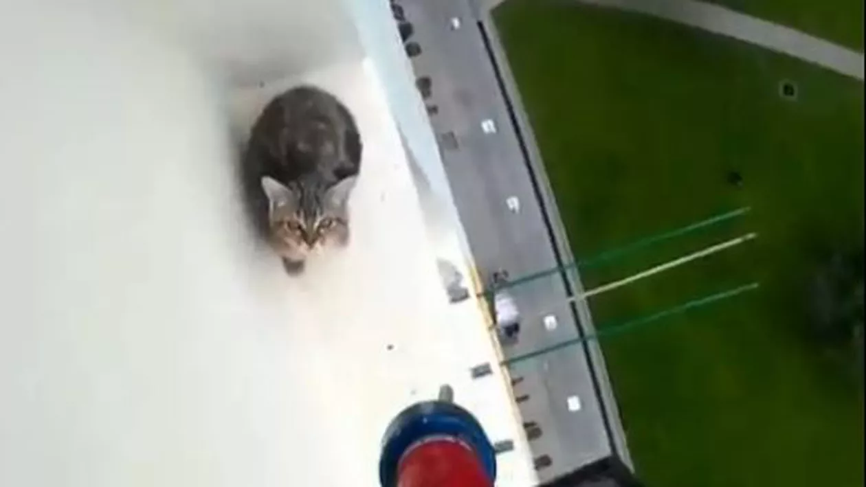O pisică a scăpat teafără după ce a ieşit pe pervazul unui geam de la etajul 12 al unei clădiri și nu a mai reușit să intre în apartament