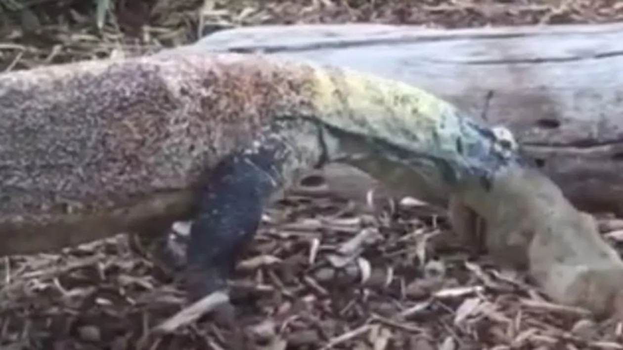 Confruntarea pentru supraviețuire între animale: O veveriță pierde lupta în colții unui dragon-Kombo (VIDEO)