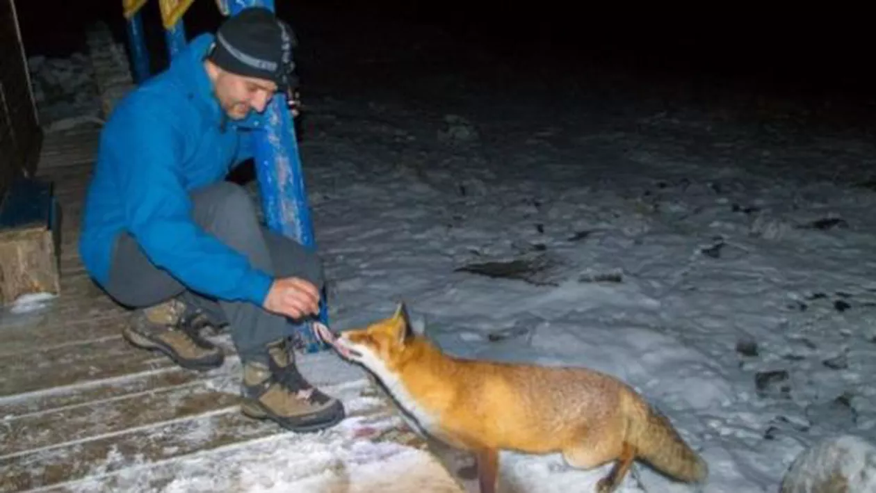 Vulpea Bella, atracția de la Lacul Bucura: Animalul întâmpină și păzește turiștii pentru mâncare (VIDEO)