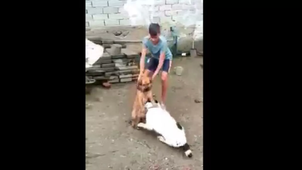 Un minor, filmat în timp ce și-a pus propriul câine SĂ MUȘTE un alt patruped venit în curtea sa! ATENȚIE! Imagini cu un PUTERNIC IMPACT EMOȚIONAL! (VIDEO)