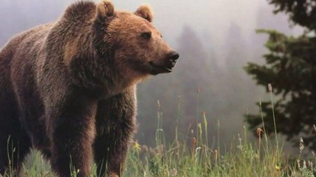 Adevărul din spatele poveștii ursului împușcat în Sibiu: ”Autoritățile l-au fugărit cu girofare, cu urlete și răcnete” (FOTO)