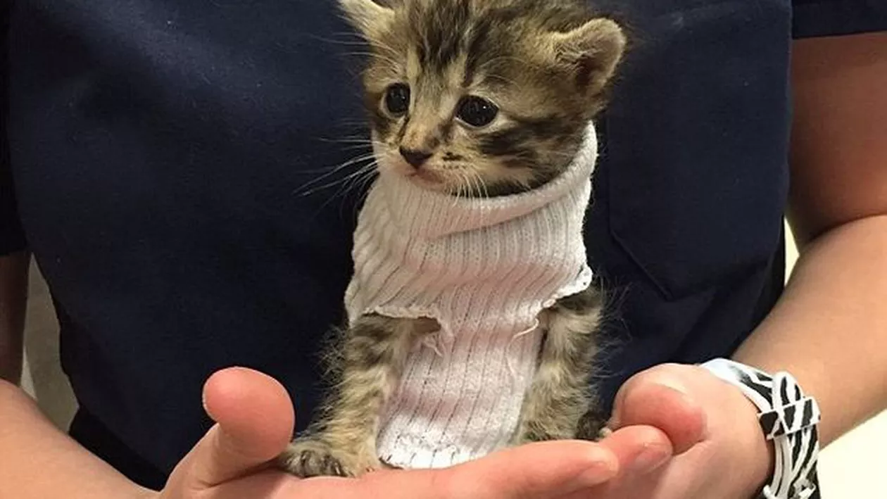 O pisicuță adorabilă a fost salvată de uraganul Matthew (FOTO)