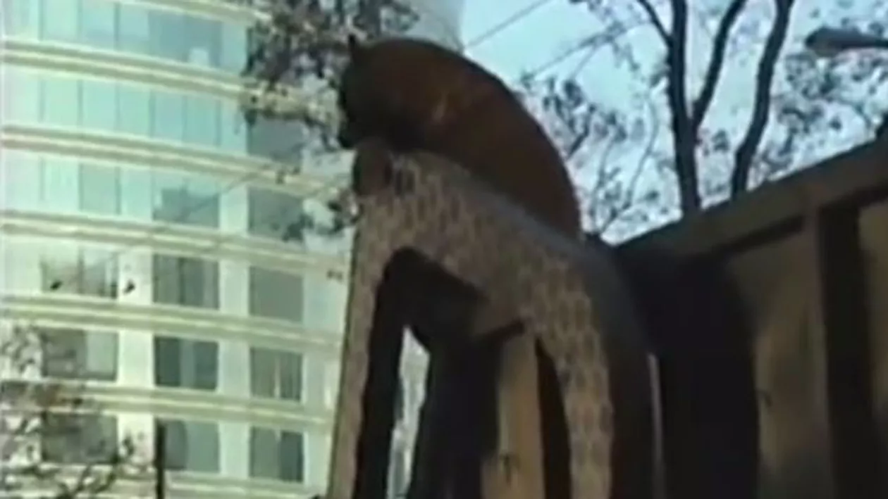 În Canada, urșii care ajung în oraș scapă cu viață: Cum au acționat autoritățile când un animal sălbatic a fost descoperit în centrul orașului Vancouver (VIDEO)