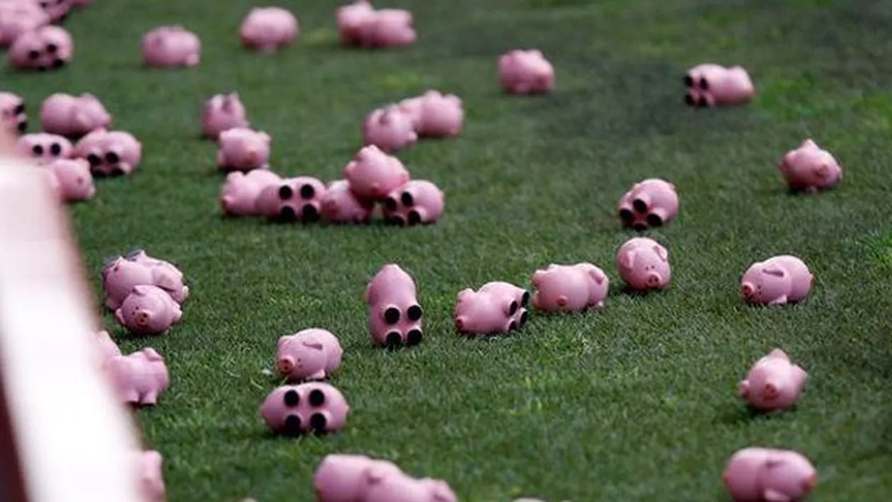 A PLOUAT cu PORCUȘORI ROZ din CAUCIUC pe teren, la partida dintre Charlton și Coventry. Meciul, întrerupt de PROTESTUL fanilor (VIDEO)