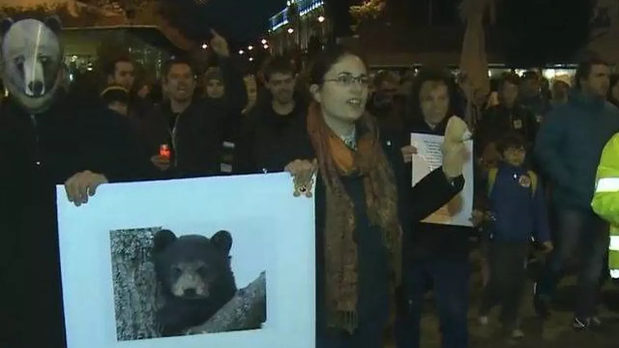 Protest în Capitală față de uciderea ursului de la Sibiu! Peste 100 de persoane au ieșit în stradă