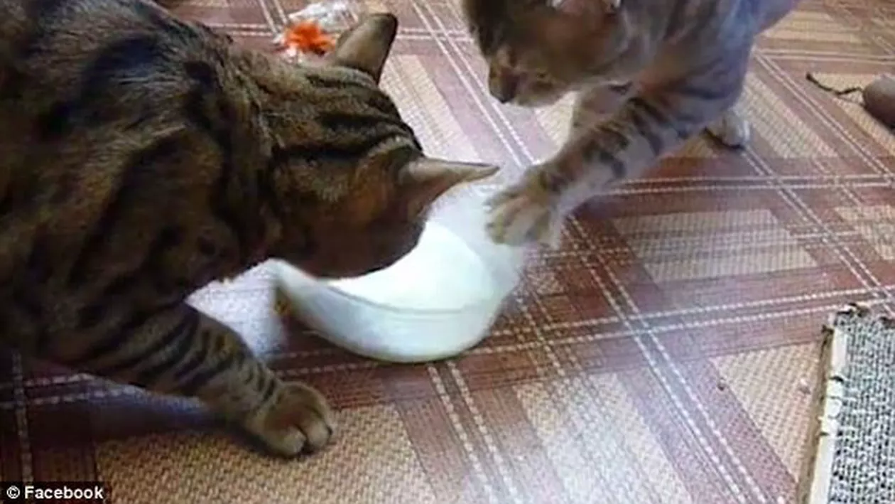 Imagini adorabile: Două pisicuțe își fură una celeilalte bolul cu lapte (VIDEO)