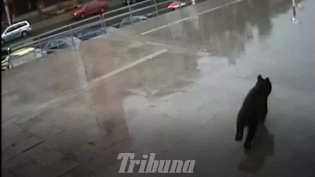 IMAGINI NOI: Cum fugărea URSUL din Sibiu localnicii, iar aceştia încercau să îi facă poze (VIDEO)