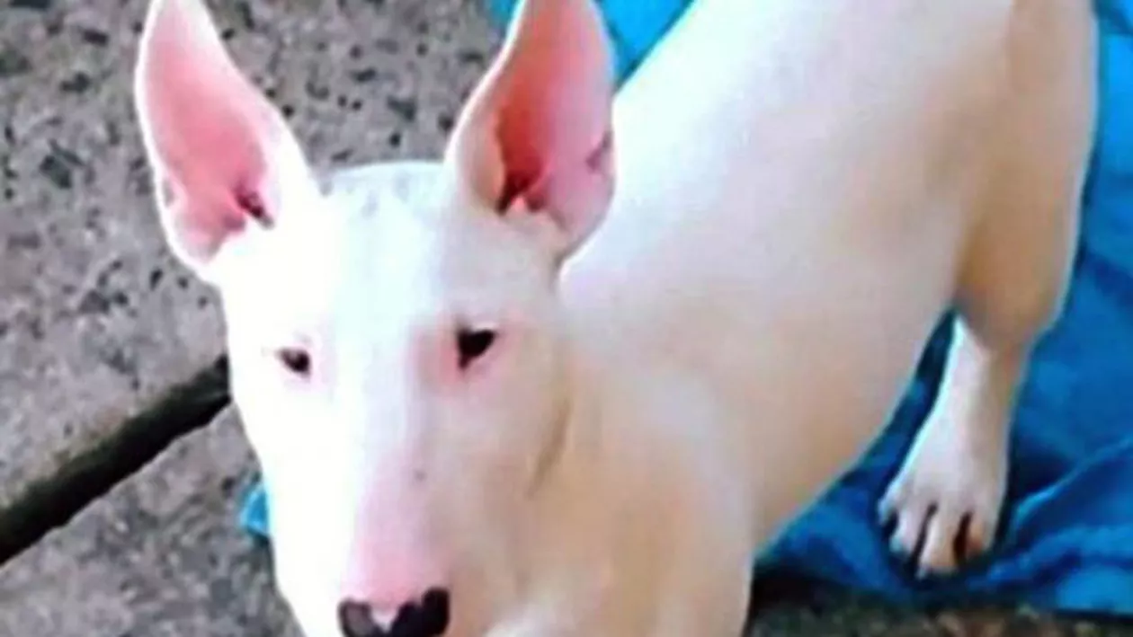 Imaginile cu cățelul TATUAT de către stăpânul său au provocat isterie pe internet (FOTO)