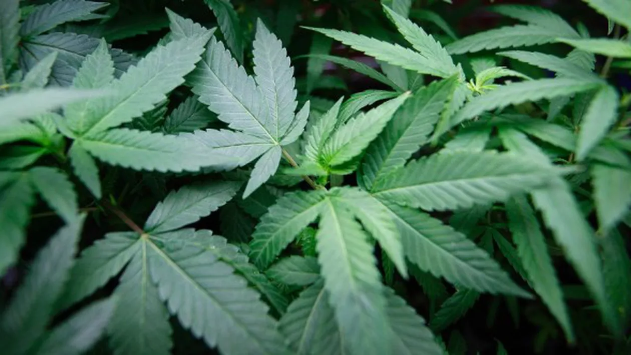 Sondaj: Americanii își doresc legalizarea consumului de marijuana