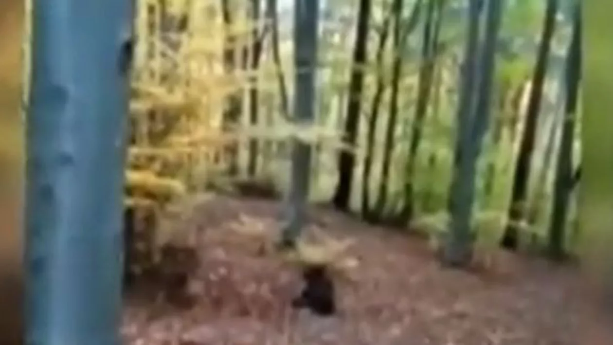 Un pui de urs lovit de o maşină a fost tranchilizat după 12 ore de la accident (VIDEO)