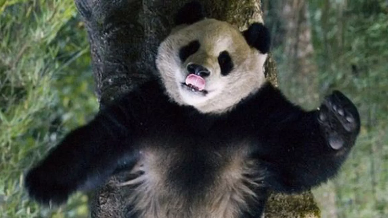 A intrat în cușca unui panda și S-A LUAT LA TRÂNTĂ cu acesta (VIDEO-FOTO)