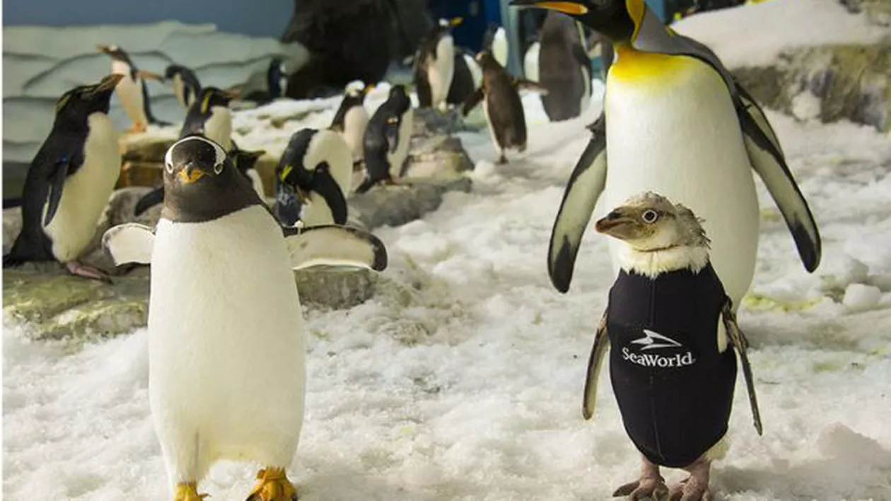 Pinguinul rămas fără pene a primit un costum de neopren (FOTO)