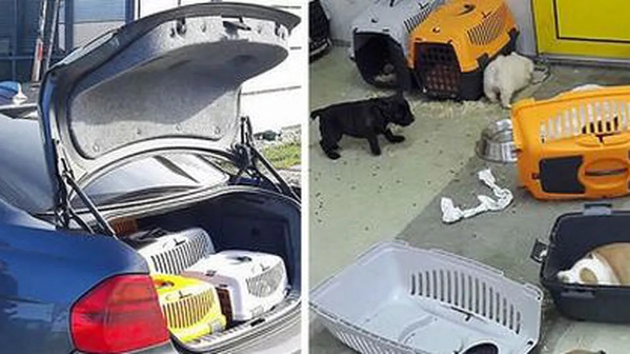 Incredibil! Un român a încercat să facă contrabandă cu căței