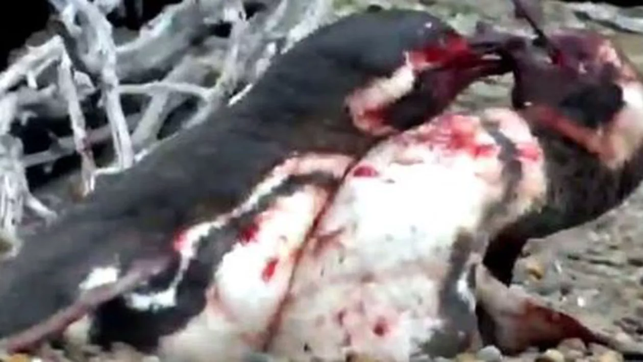 Și pinguinii înșeală! Bătălia sângeroasă a unui pinguin care și-a găsit perechea cu „amantul” (VIDEO)