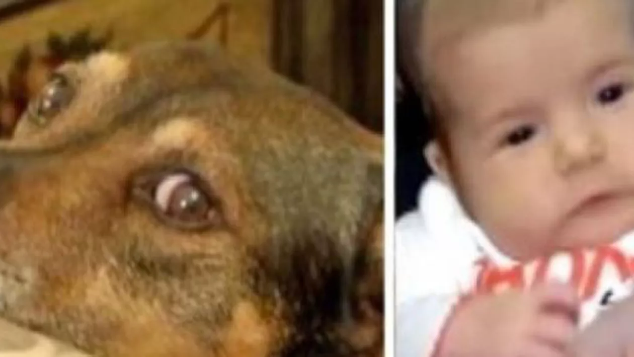 Câinele adoptat, le-a salvat copilul de la moarte