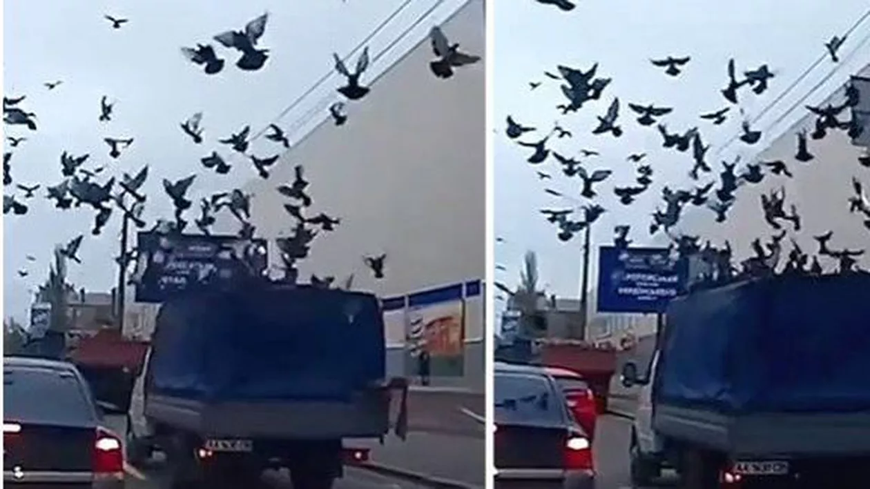 PEISAJ APOCALIPTIC: Un camion A FOST ATACAT în mod repetat de o mulțime de păsări (VIDEO-FOTO)