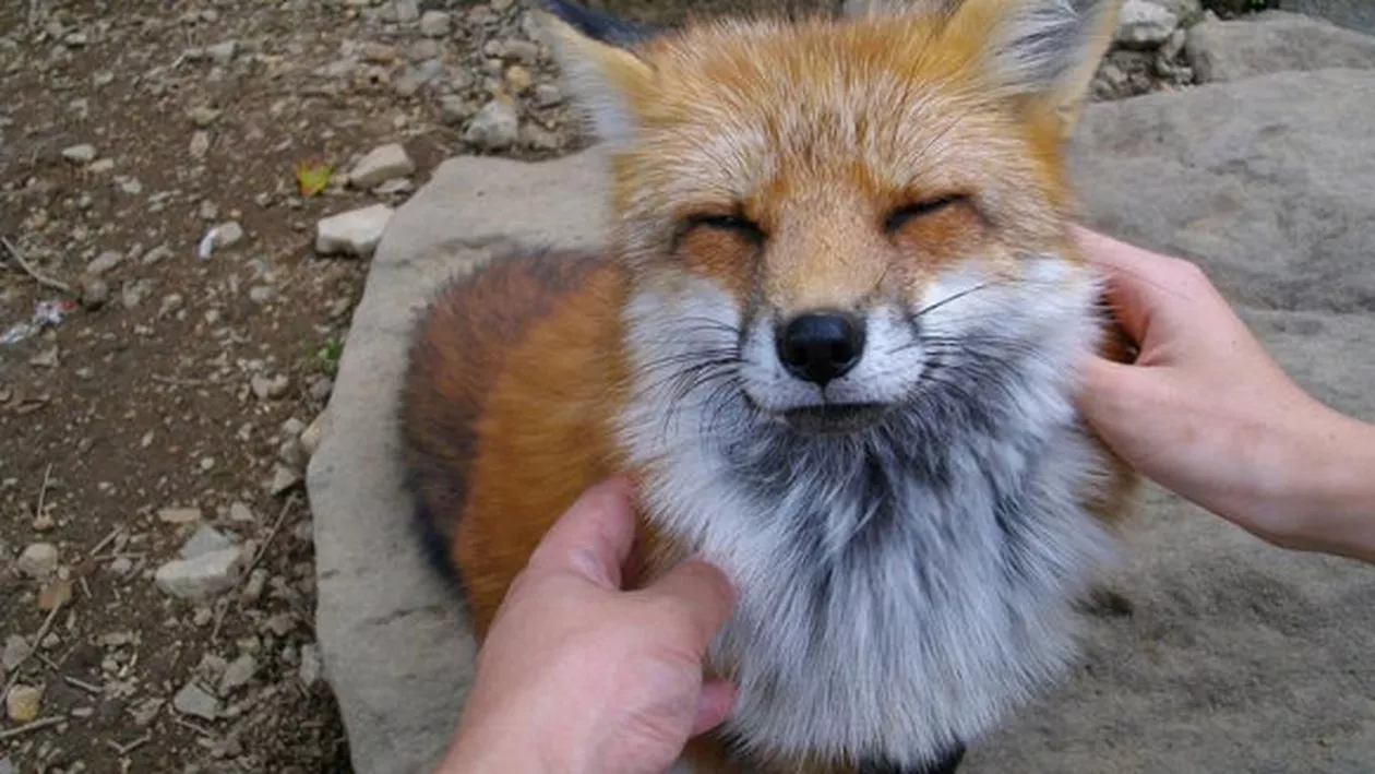 Japonia are o insulă a vulpilor: Zao Fox Village, un loc plin de magie și misticism (FOTO și VIDEO)