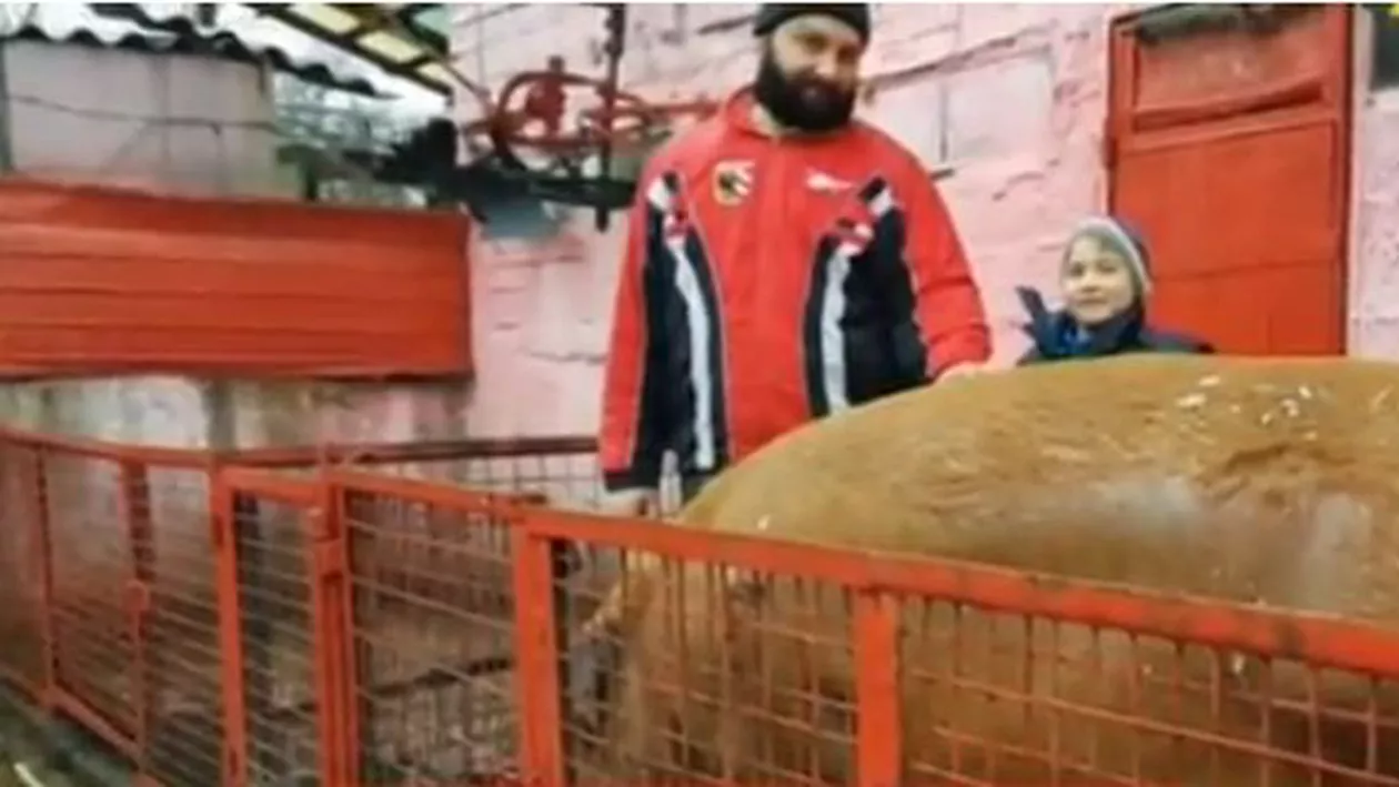 Nu a îngrășat porcul "în Ajun": O familie din Arad are un porc de jumătate de tonă (VIDEO)