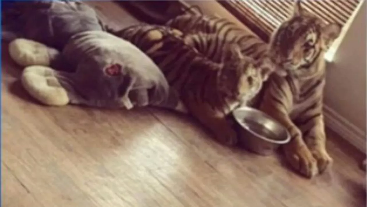 O mamă din Texas ţinea mai multe animale periculoase libere prin casă. Femeia a fost arestată (FOTO)