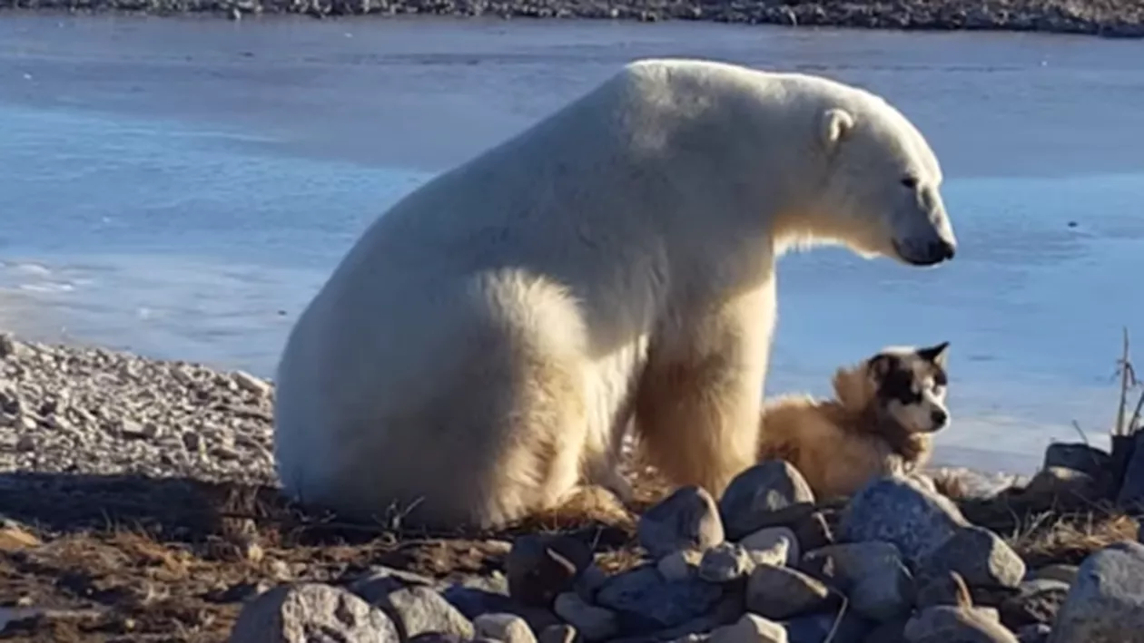 Pur şi simplu L-A MÂNCAT! Ce s-a întâmplat cu prietenia dintre ursul polar și prietenul său patruped ce a emoţionat internetul (VIDEO)
