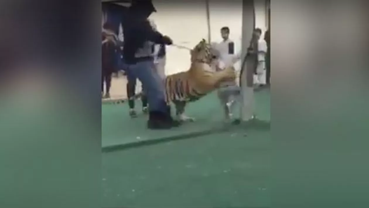 Fetiță atacat de tigru în piața din Arabia Saudită (VIDEO)