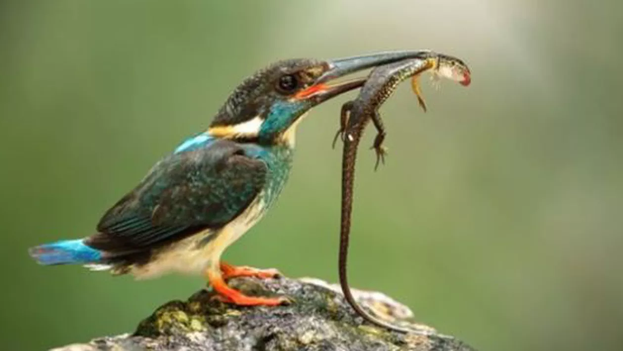 Schimbările climatice au perturbat și fauna. Mii de specii sunt pe cale de dispariție