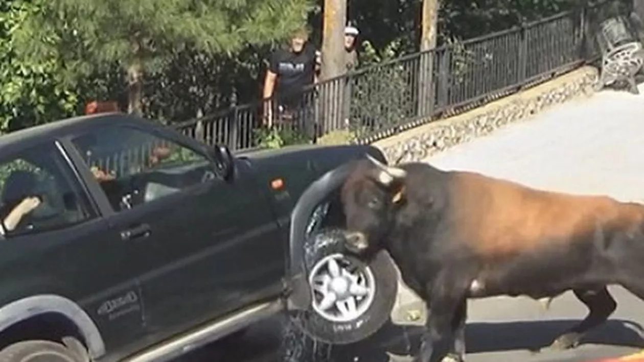 Un bolid 4x4, DISTRUS în totalitate de un TAUR nervos (VIDEO)