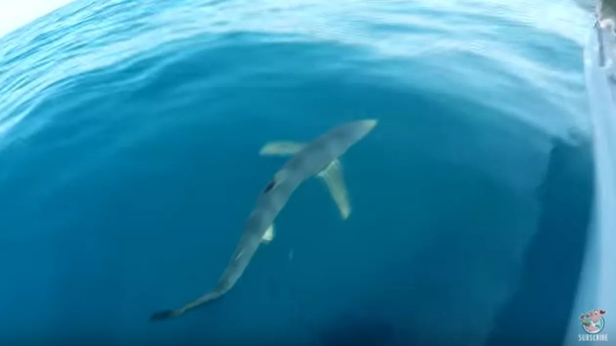 Un bărbat s-a aruncat în ocean pentru a prinde un rechin. Ce a urmat e de necrezut (VIDEO)