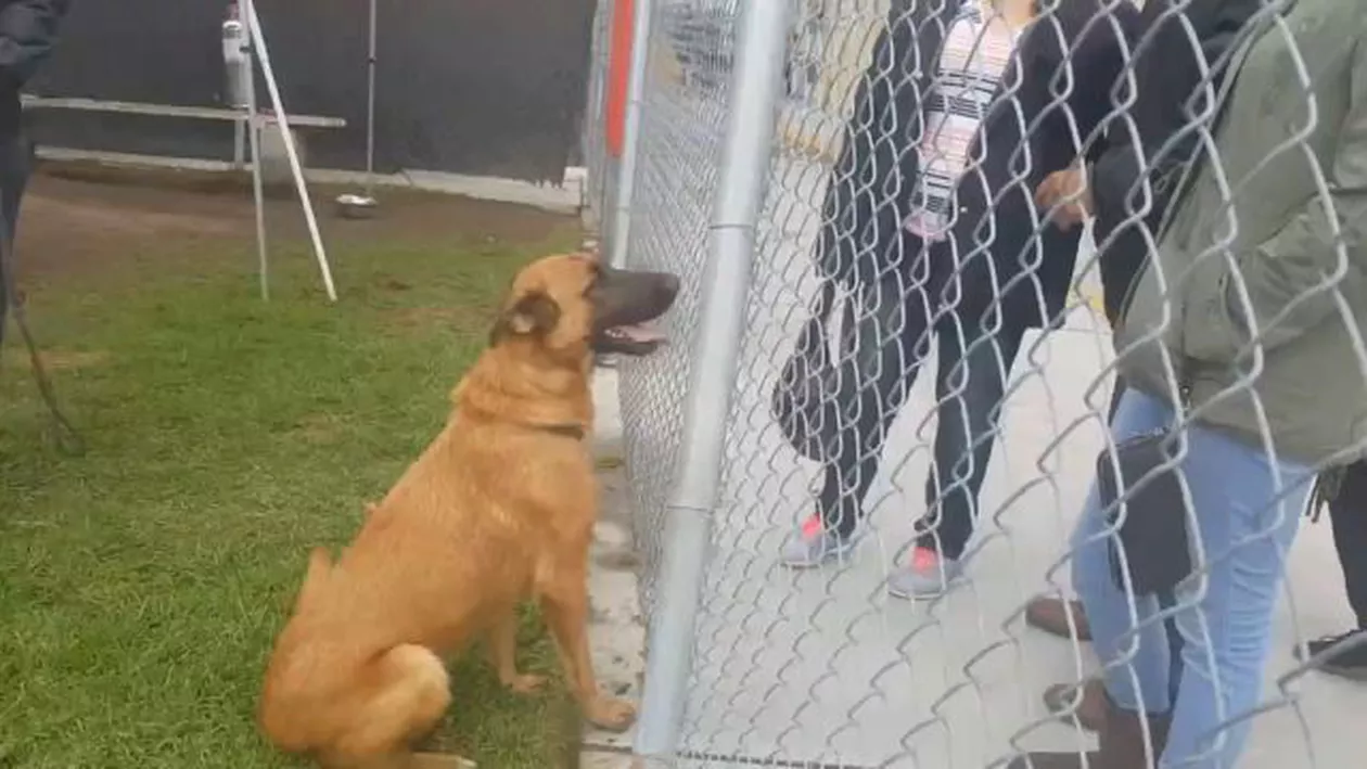 O căţeluşă abandonată s-a bucurat când şi-a revăzut stăpânii. Însă aceştia veniseră să adopte un alt câine (VIDEO)