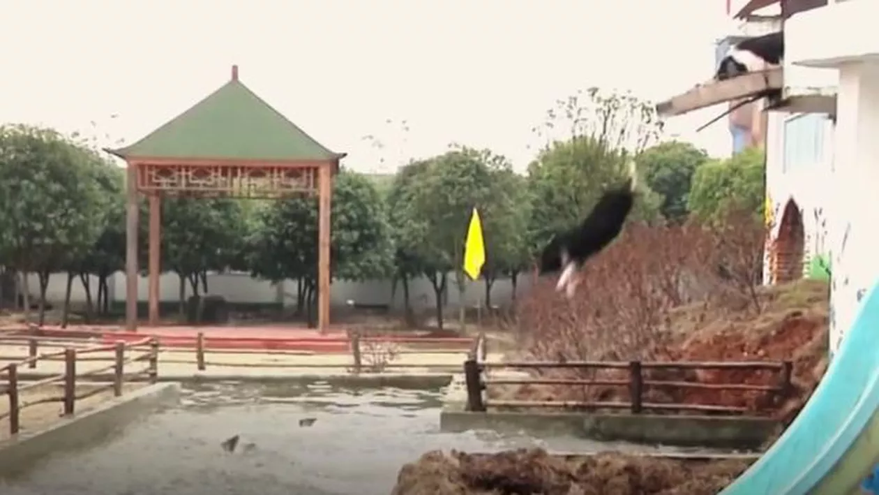 Expresia "când o să ZBOARE PORCUL" a devenit ADEVĂRATĂ la PROPRIU! Imaginile SUPER AMUZANTE au devenit VIRALE pe INTERNET (VIDEO)