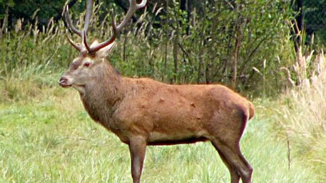 Caz șocant în Roman: Un cerb din parcul municipal a murit, după ce a mâncat pungi de plastic. Reacția autorităților locale este la fel de șocantă (VIDEO)