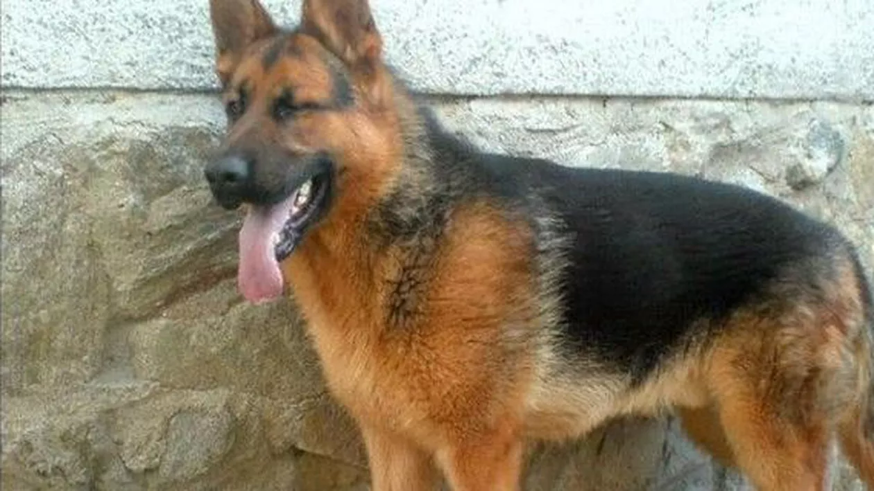 Momente de groază: Un copil de opt ani a fost atacat de un câine lup