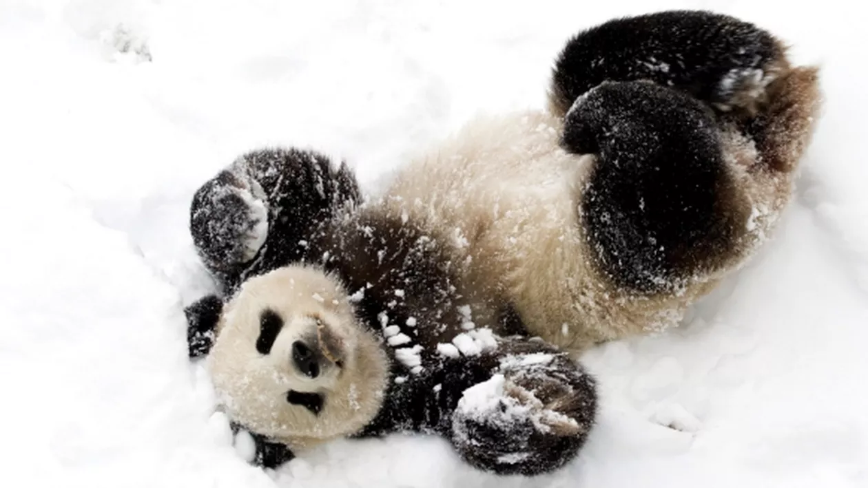 Ce face un urs panda ADORABIL când îngrijitorii unui parc zoo din Canada îi aduc în țarc un om de zăpadă (VIDEO)