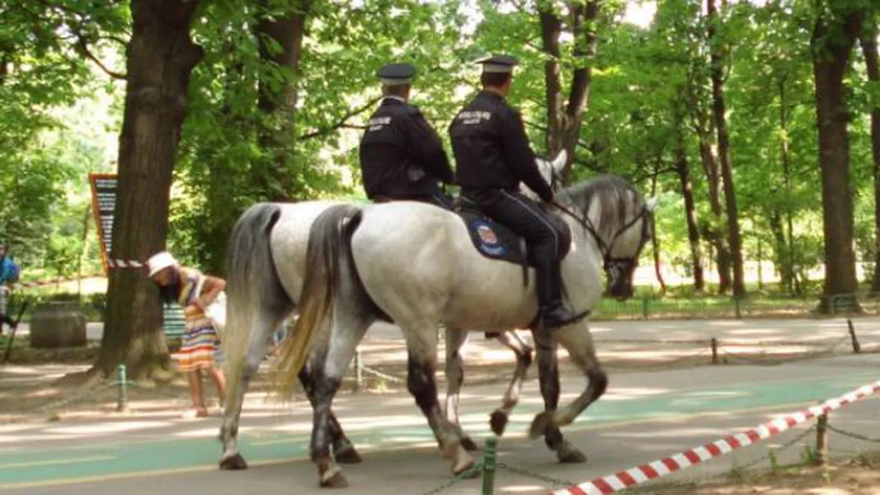 Bani aruncați în gol la Iași: Primăria a cumpărat 6 cai în valoarea de 100.000 de lei pentru Poliția Locală, dar nu are călăreți