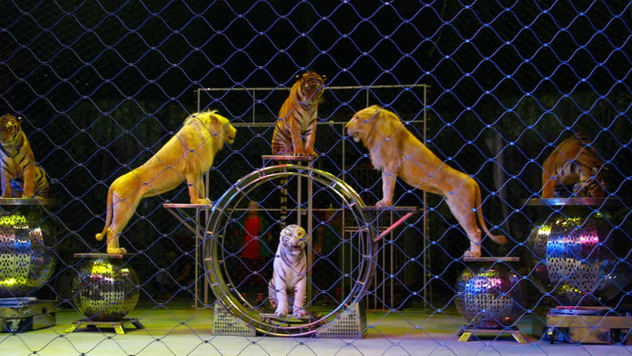 "Circurile care EXPLOATEAZĂ animale trebuie să DISPARĂ!". Primele IMAGINI cu tigrii ARŞI de vii în Bucureşti (FOTO)