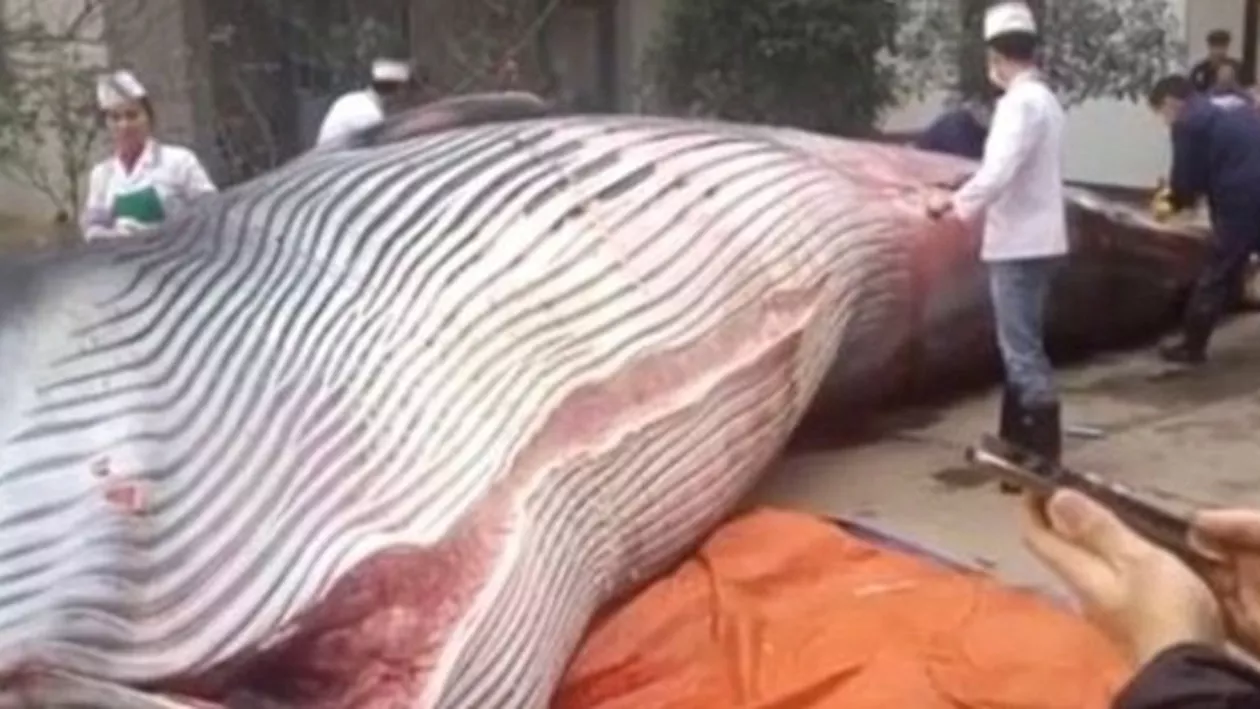INCIDENT ȘOCANT în China! O balenă de 8 tone a fost tăiată chiar în fața restauranului, SUB PRIVIRILE trecătorilor (VIDEO)
