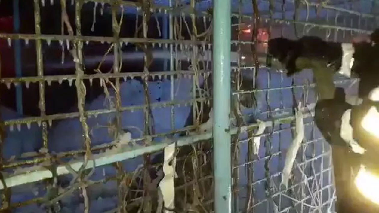 "Luca, Luca, hai aici, hai la tata". IMAGINI TERIFIANTE! Un TIGRU SIBERIAN, închis într-o cuşcă în apropiere de flăcările izbucnite la adăpostul de la CIRCUL GLOBUS (VIDEO)