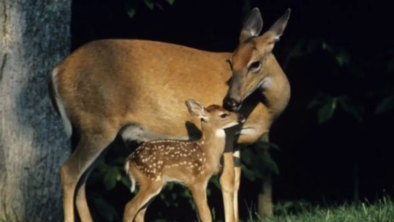 "Bambi" și-a făcut apariția în apropiere de Târgoviște: Imagini DE BASM surprinse de trecători (VIDEO)