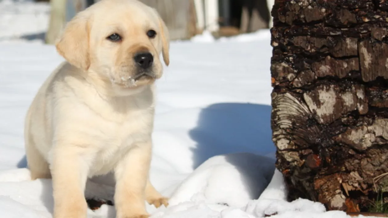 Imagini INCREDIBILE: Ce se întâmplă când scoți câinele afară la zăpadă (VIDEO)