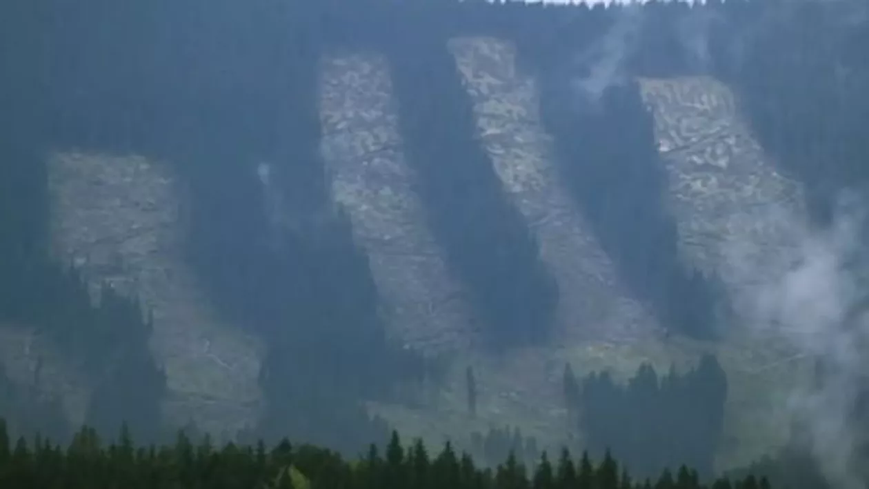DEFRIȘĂRILE ILEGALE din România, subiect al unei ANCHETE de la o televiziune franceză (VIDEO)