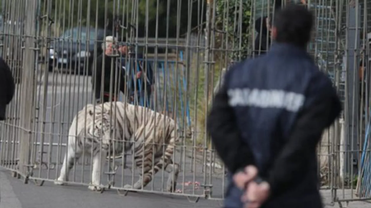 PANICĂ PE STRĂZILE DIN PALERMO! UN TIGRU Bengalez a scăpat de la circ și a cutreierat orașul (VIDEO)